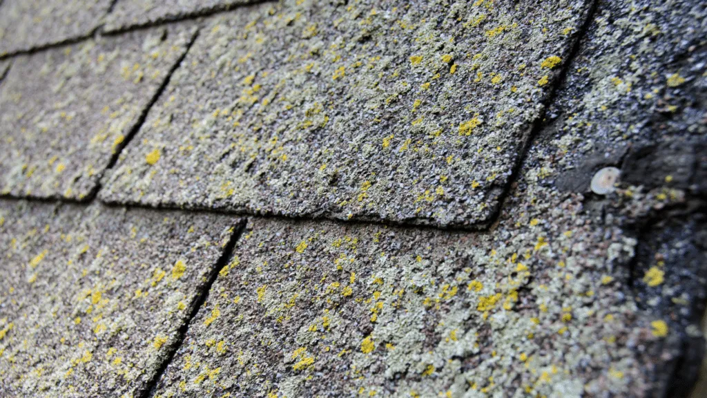 moldy roof