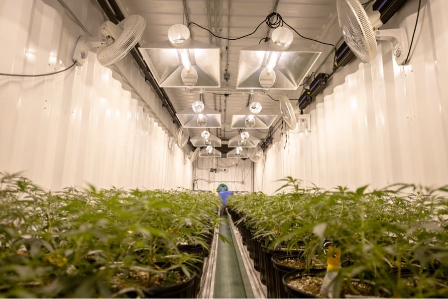 cannabis industry